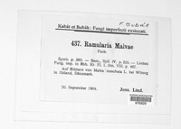 Ramularia malvae image